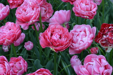 Foxtrot tulips