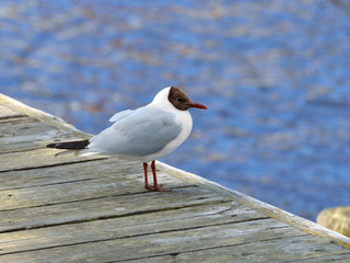 Seagull standing in harbor