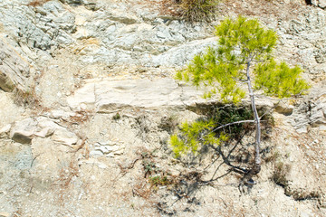Pine on a rock by the sea