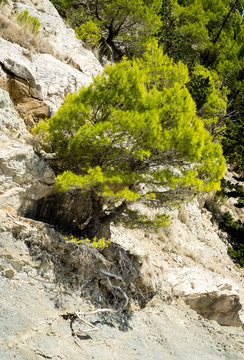 Pine on a rock by the sea