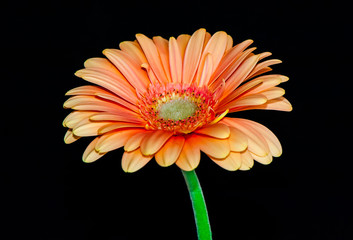 Beautiful orange gerbera isolated on black