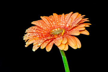 Beautiful orange gerbera isolated on black