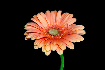 Beautiful orange gerbera isolated on black