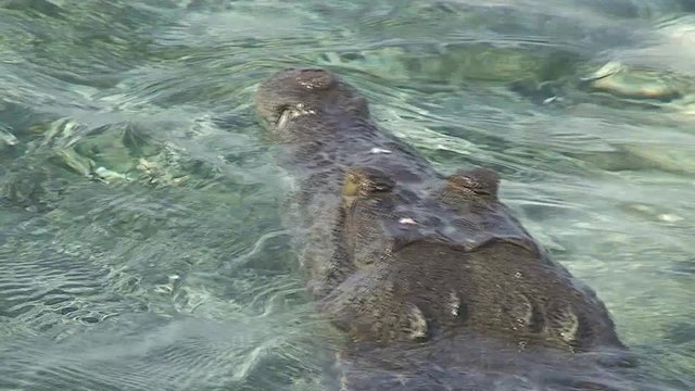 Crocodile underwater.Crocodile Cuba. . Крокодил под водой. Куба.Подводное видео.