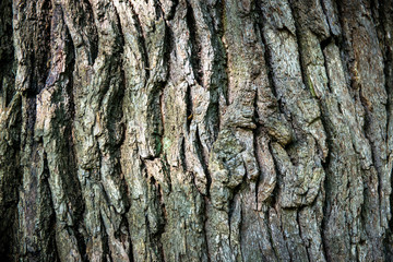 Brown oak bark