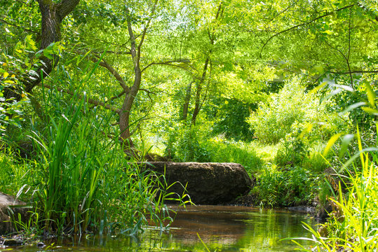 Fototapeta Stream in the tropical forest