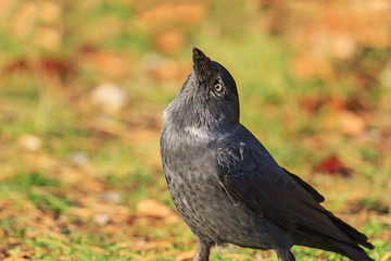 jackdaw looks to the sky with a raised beak
