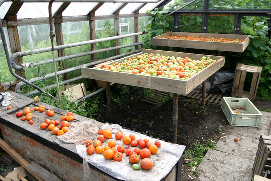 The harvest of tomatoes