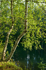 Birch illuminated by sun on shore of lake. Finland, Lapland