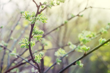 Rowan tree twig with buds dismissing young leaves in springtime