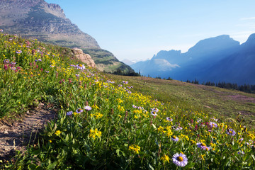Flowering grasses on the mountainside in Glacier National Park in the early morning, Montana, USA
