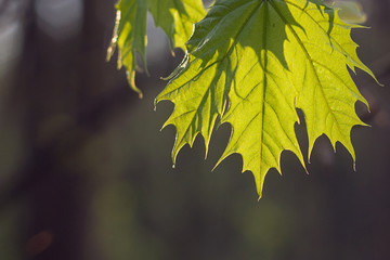 Young green maple leaf