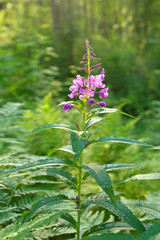 Fireweed (Rosebay Willowherb, Epilobium angustifolium)