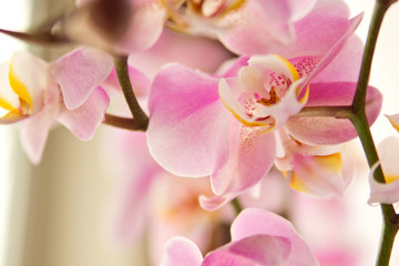 Fototapeta na wymiar Branch of blooming pink orchid