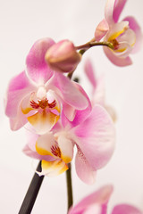 Branch of blooming pink orchid