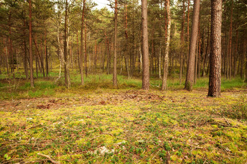 Pine Forest in the summer, natural landscape