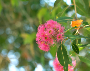 Blossoming eucalyptus tree
