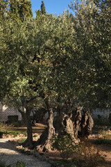 Garden of Gethsemane in Jerusalem. Israel