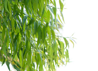Obraz premium Eucalyptus tree leaves, isolated on white background