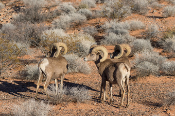 Desert Bighorn Sheep Rams