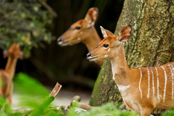 Sitatunga or marshbuck (Tragelaphus spekii) is a swamp-dwelling antelope. Female. Singapore.
