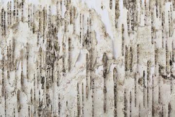 Obraz premium 白樺