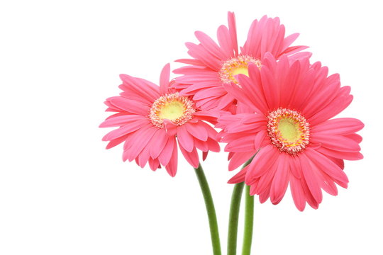 ガーベラ の画像 176 609 件の Stock 写真 ベクターおよびビデオ Adobe Stock