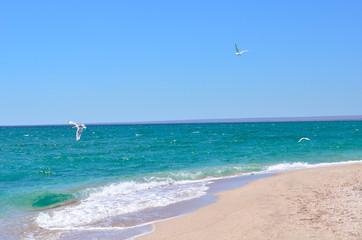 Tropical beach with seagulls.