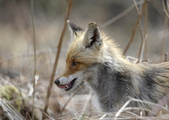 fox on hunting