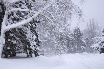 A birch tree, other trees, and a fence, beside a snow covered road, just after a blizzard.