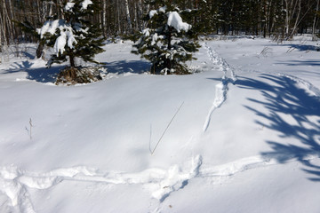 Fototapeta na wymiar Animal track lines in the fresh March snow in the sunny forest