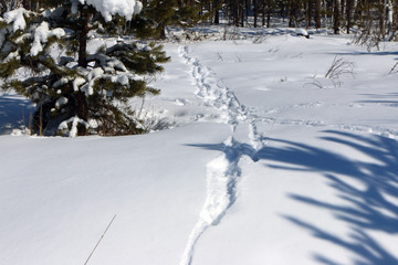 Animal track lines in the fresh March snow in the sunny forest