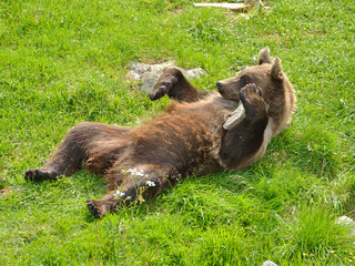 Young brown bear (Ursus arctos) playing with himself on green lawn in forest