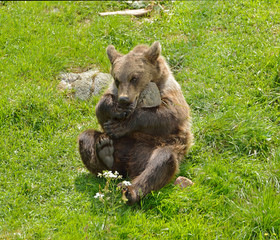 Fototapeta premium Young brown bear (Ursus arctos) playing with himself on green lawn in forest