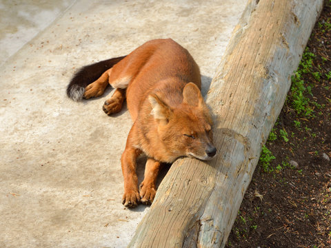 Dhole (Cuon Alpinus), Other English Names For Species Include Indian Wild Dog, Whistling Dog, Chennai, Asiatic Wild Dog, Red Wolf, Red Dog And Mountain Wolf