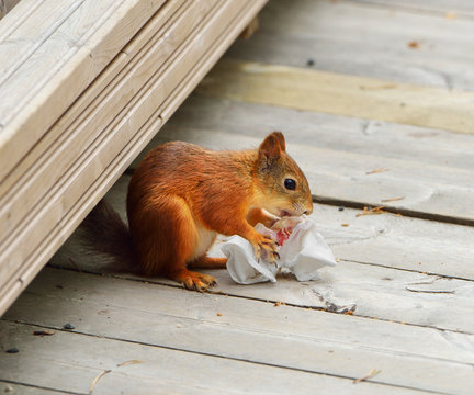 Urban Squirrel Finds Food In Garbage Cans