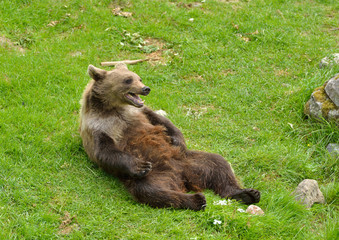 Young brown bear (Ursus arctos) lying on his back on green lawn in forest