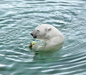 Naklejka premium Polar bear eating carrots in water in rain. Delicious lunch