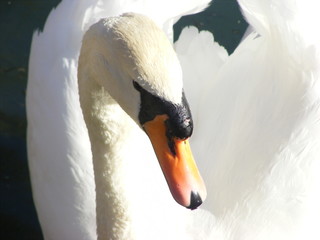 Swan looking