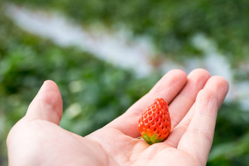Strawberry on men hand