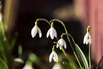 Snowdrops