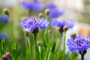Macro Floral soft tender background