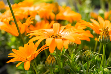 Marigold flowers in the meadow in the sunlight