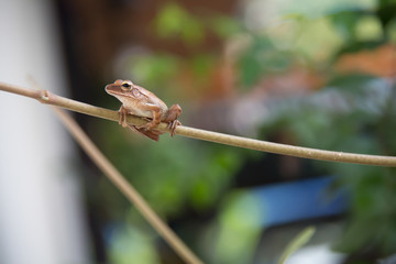 Golden Tree Frog