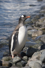 Fototapeta premium Gentoo Penguin on the beach