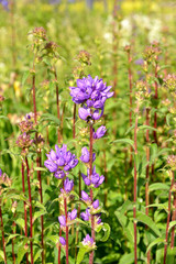 Campanula glomerata, known by common names clustered bellflower or Dane's blood
