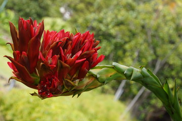 Speerblume, Flammenlilie (Doryanthes palmeri) © etfoto