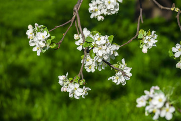 blossomed tree