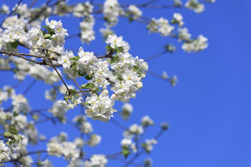 blossomed tree