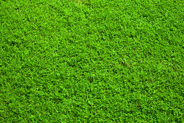 Fototapeta premium green lawn